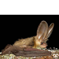 گونه خفاش گوش بلند کوهستانی Mountain Long-eared Bat 